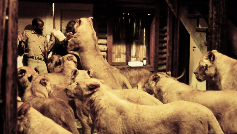 Illustration for article titled Cómo se rodó Roar, la película más peligrosa de la historia que estuvo a punto de acabar con la vida de todo el reparto